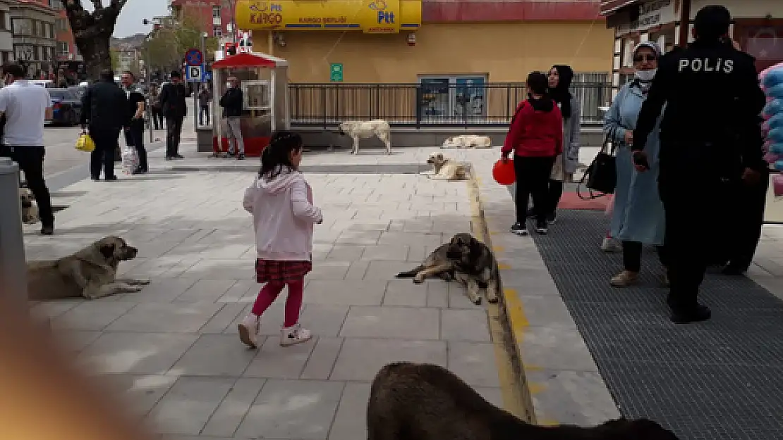 Her gün yeni bir köpek saldırısı