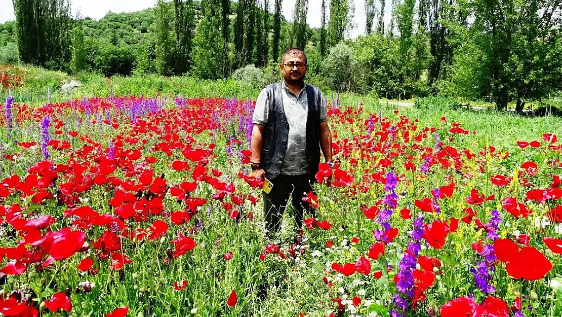 Hisarcık'ta açan gelincikler tarlaları kırmızıya boyadı