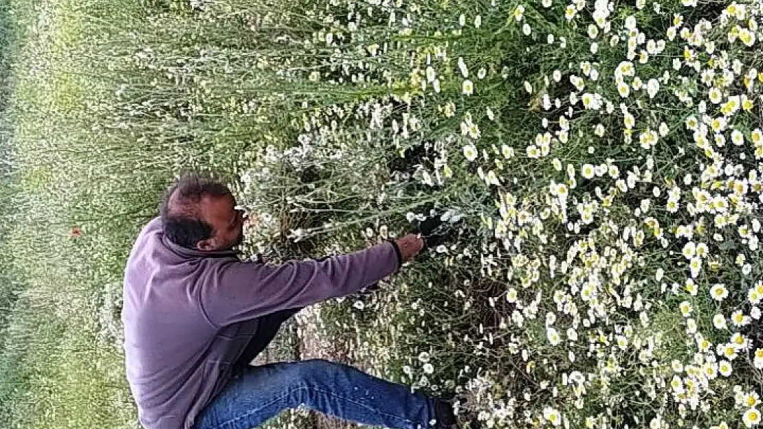 Hisarcık'ta papatya köylülerin geçim kaynağı haline geldi