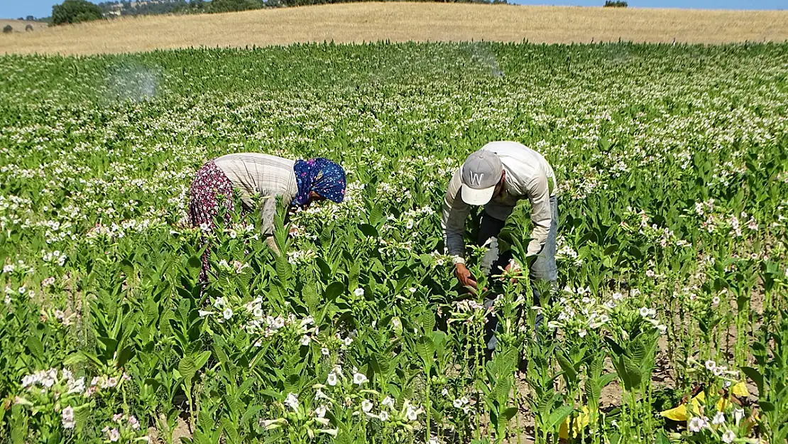 Hisarcık’ta Tütün Ekimi Azaldı