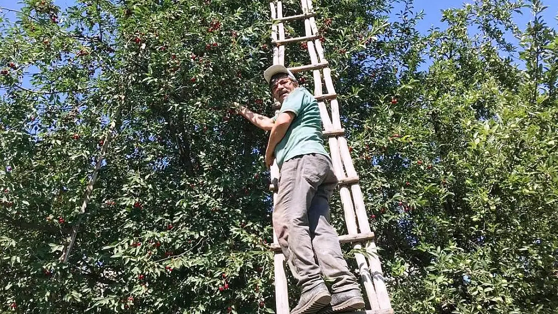 Hisarcık'ta vişnenin kilo fiyatı 8 TL