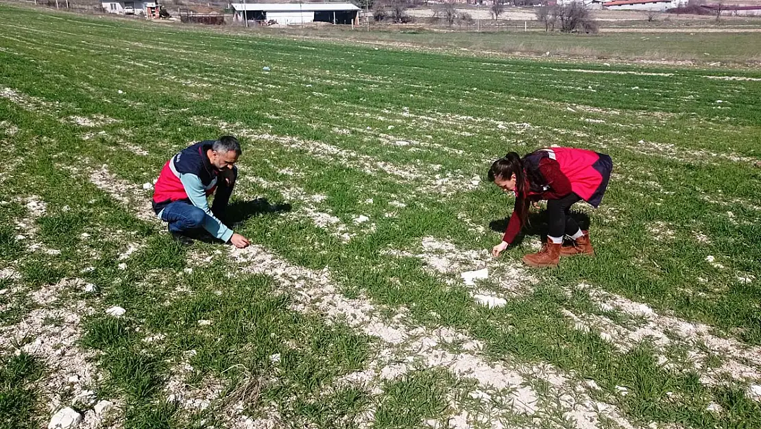 Hububat Ekili Tarlalarda Fenolojik Gözlem, Hastalık Ve Zararlı Kontrolü