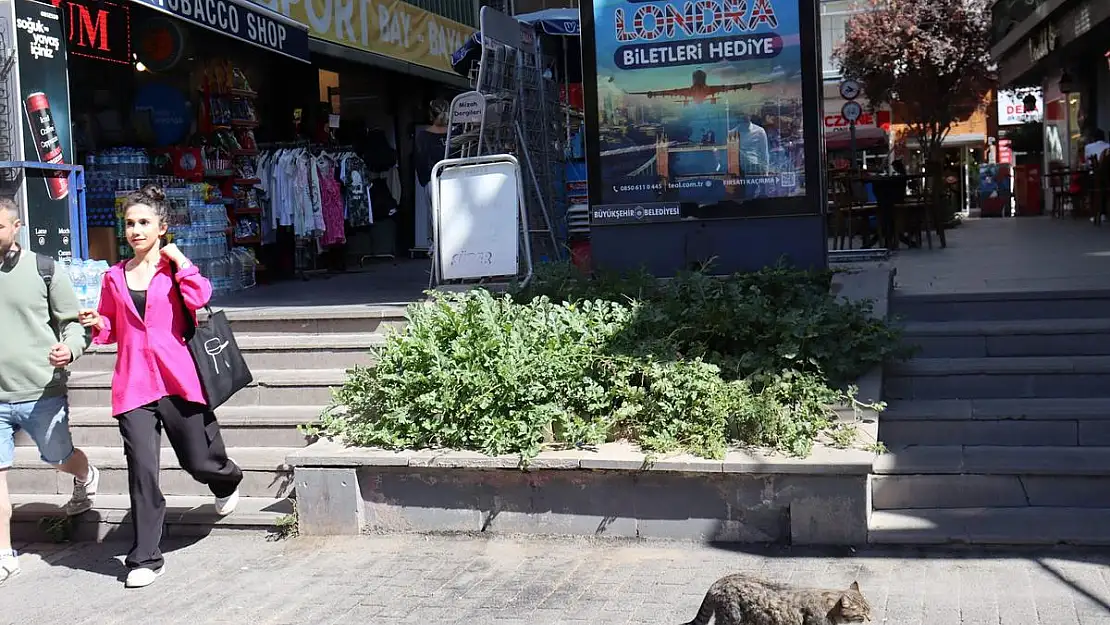 İki merdiven boşluğunda atılan karpuz çekirdekleri yeşerip meyve verdi