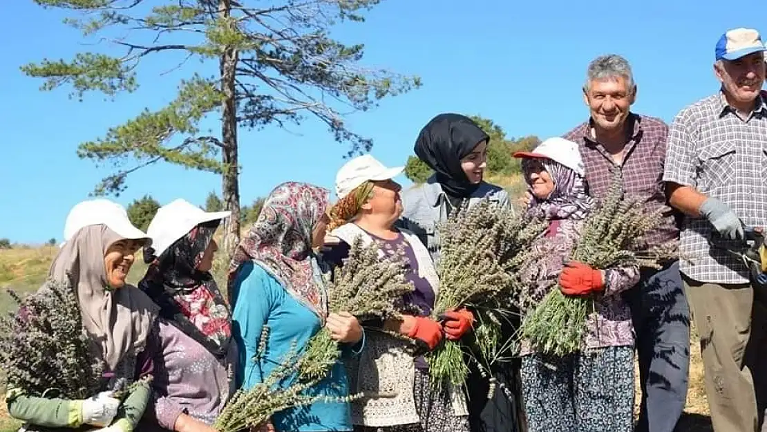 İmece usulü ile ekilen lavantaların hasadı yapıldı