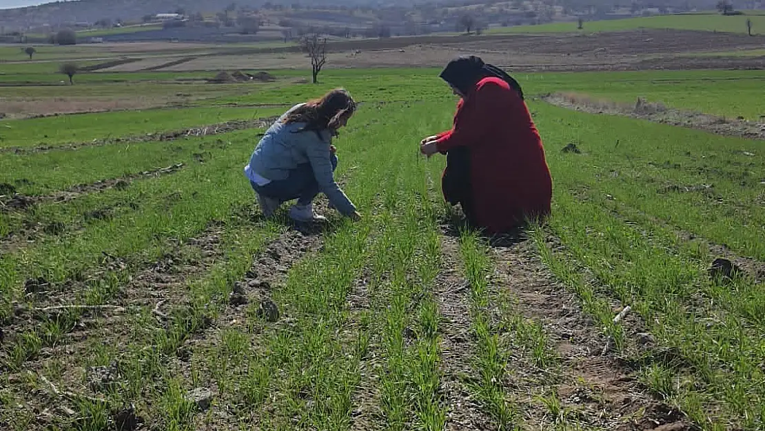 İscehisar'da arpa ve buğday verimliliği incelendi