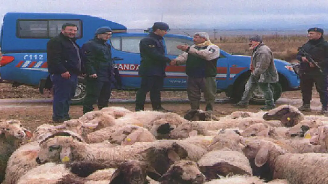 Jandarma kayıp koyunları buldu