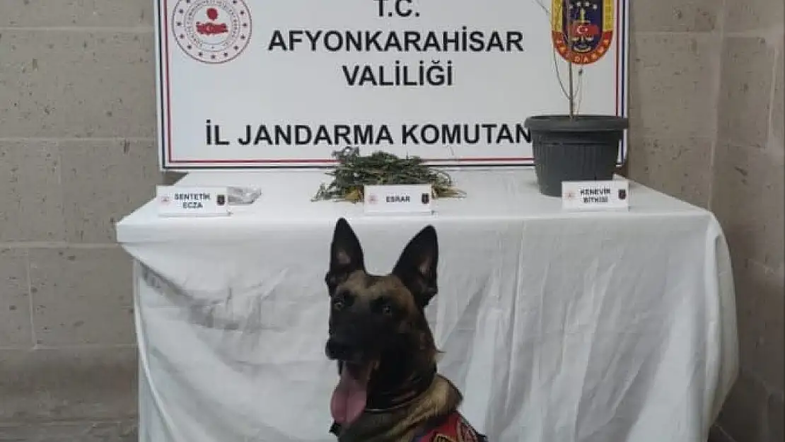 Jandarma Yaptığı Baskında Kenevir Ve Esrar Ele Geçirdi