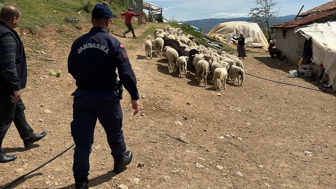 Kaybolan 55 Küçükbaş Hayvanı Jandarma Buldu