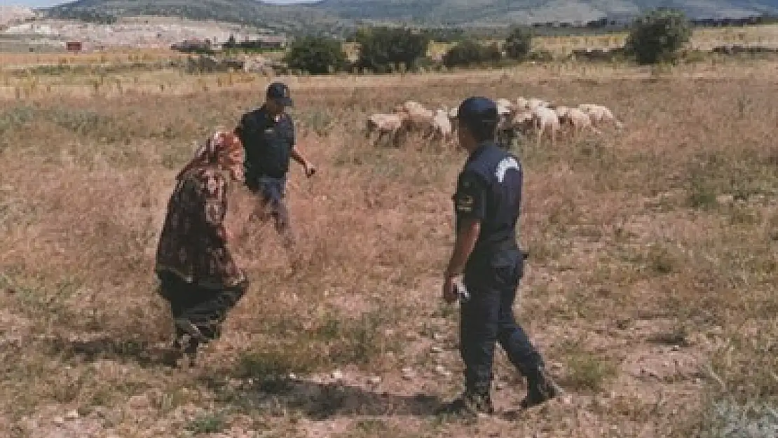 Kaybolan hayvanları Jandarma buldu – Kocatepe Gazetesi