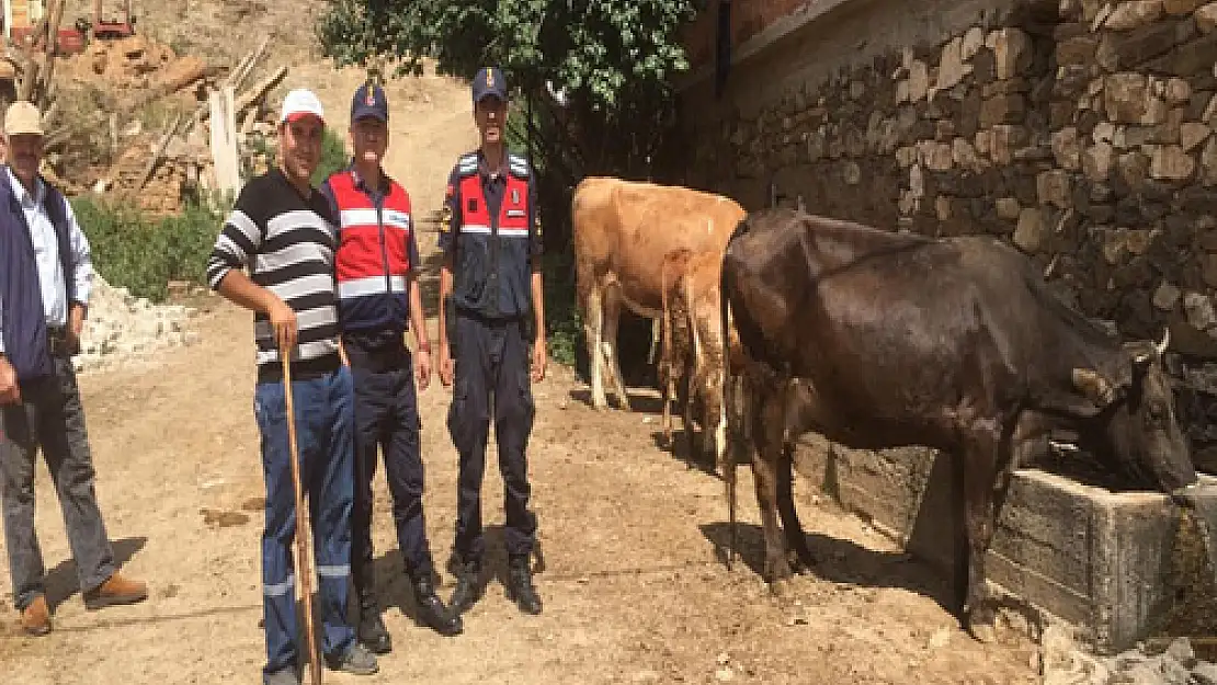 Kaybolan hayvanları jandarma buldu