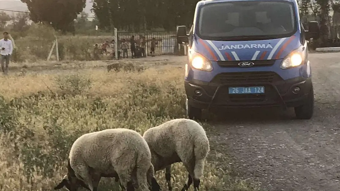 Kaybolan kurbanlık koyunları jandarma ekipleri buldu