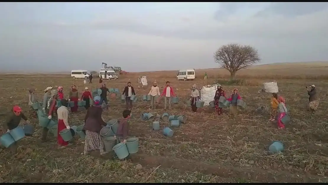 Kep atma değil, hasat sona erme töreni