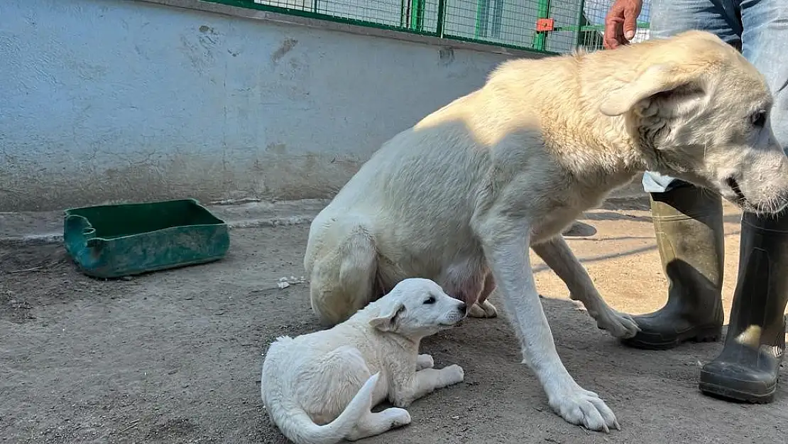 Koruma altındaki Sivrihisar akbaşlarının üreme dönemi başladı