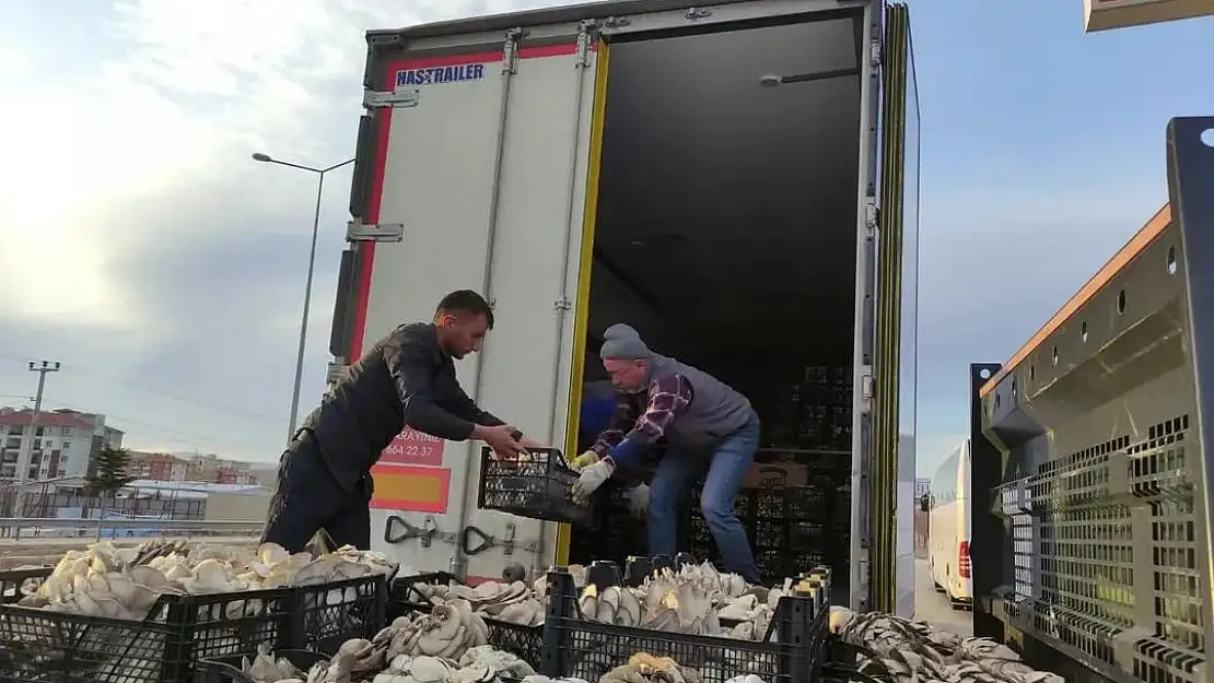 Köylü kadınlar kolları sıvadı, mantar üretmeye başladı