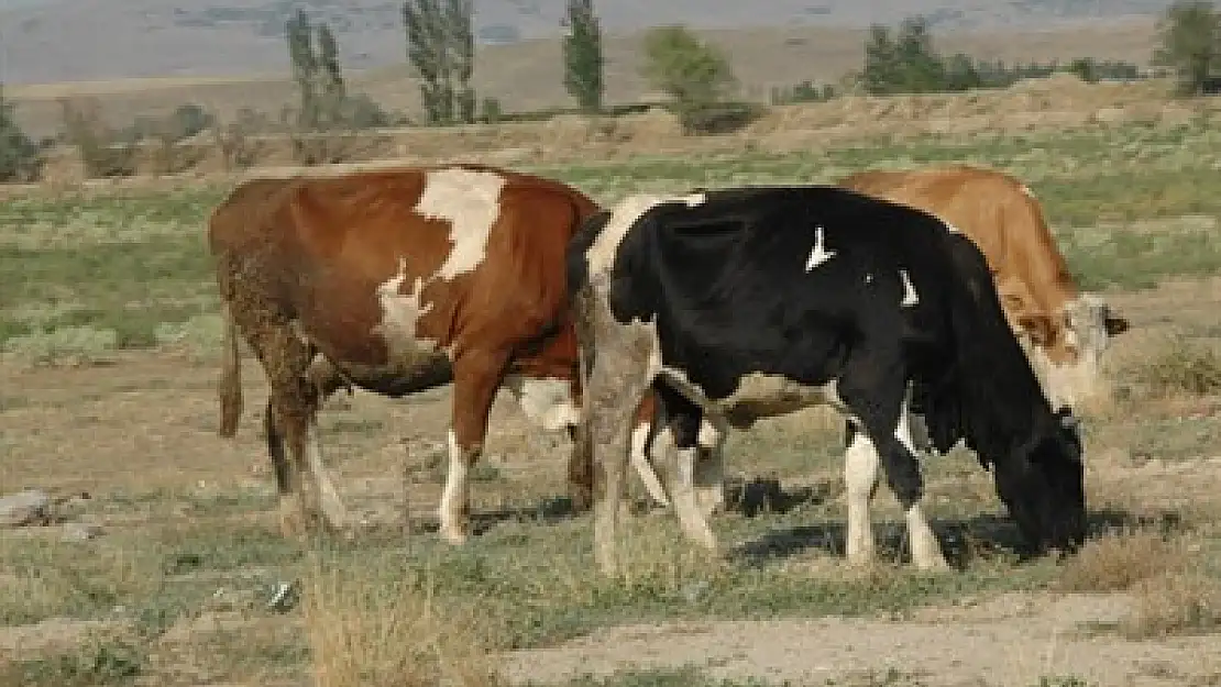 Kurban’da gebe ve damızlık kesmek yasak