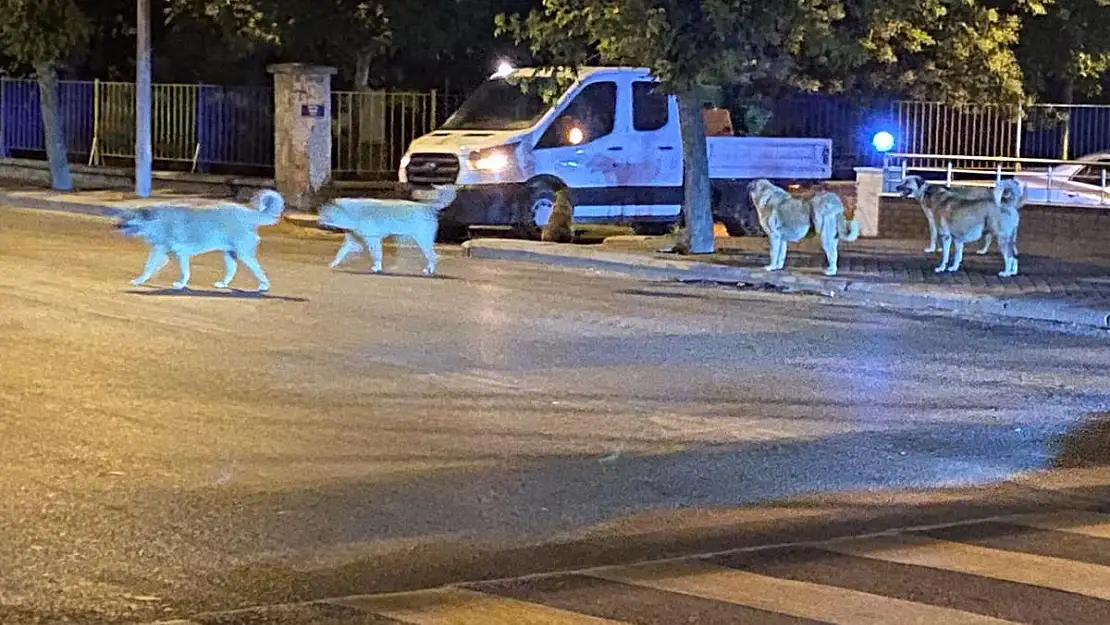 Mahallelerindeki Köpek Sürüsü Yüzünden Yollarını Değiştiriyorlar