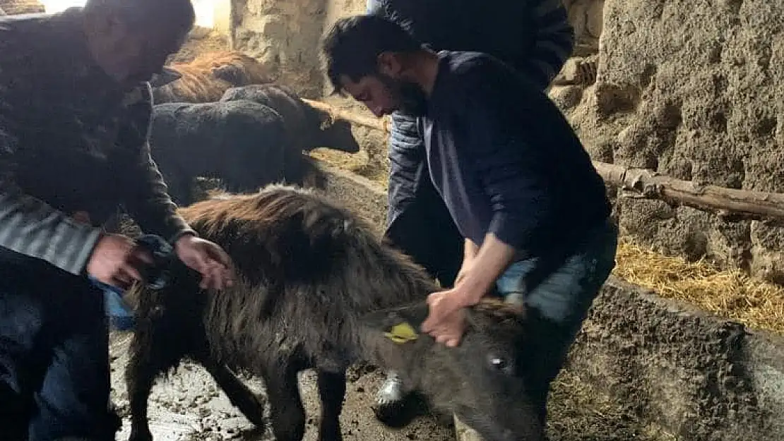 Manda tespit çalışması sürüyor