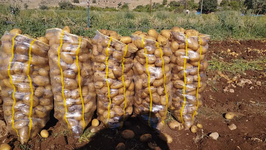 Mardin'li üreticiden Afyon Patatesine kalite göndermesi