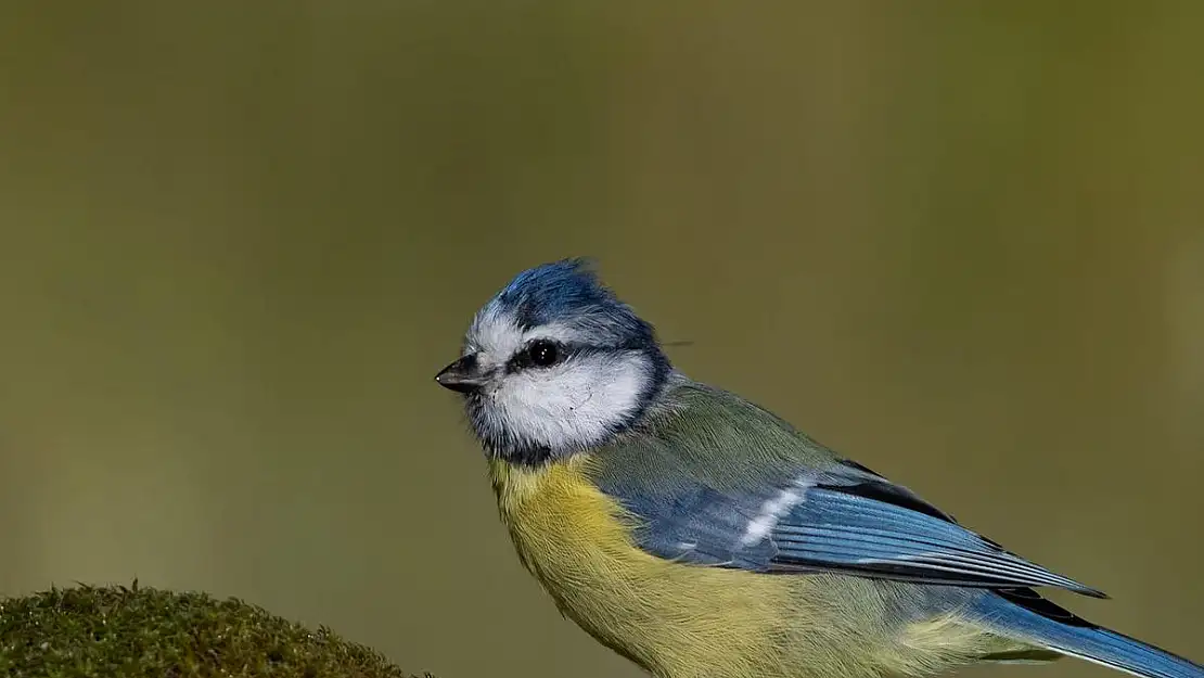 Mavi baştankara kuşu rengi ile görenleri mest etti