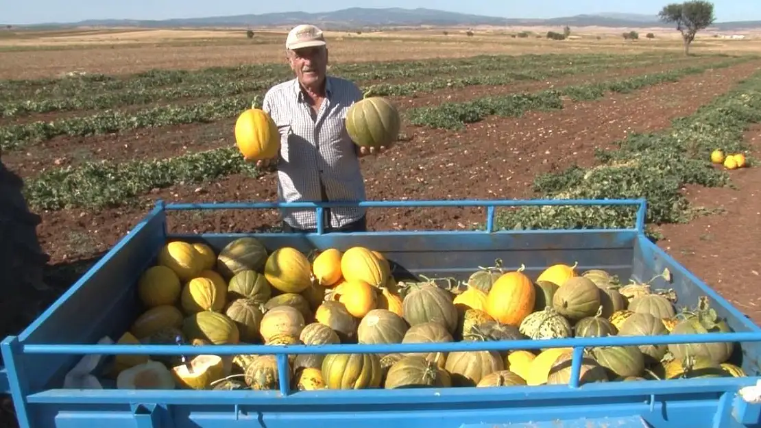 Meşhur ‘Terziler kavunu’ tezgahlardaki yerini aldı