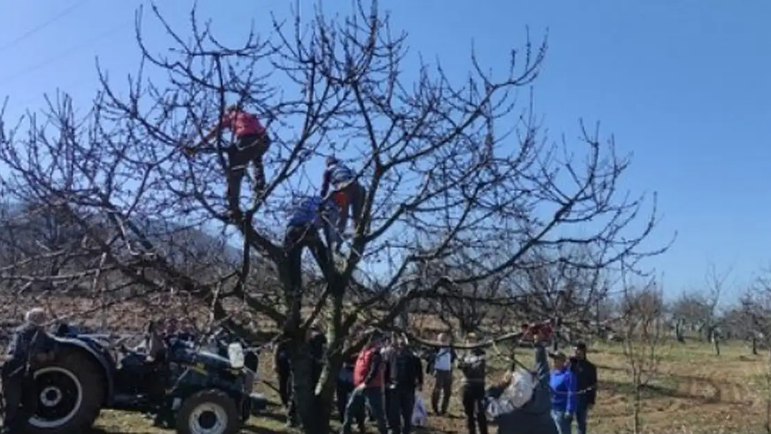 Meyve Ağaçlarında Aşılama, Budama Ve Gübre Eğitimi