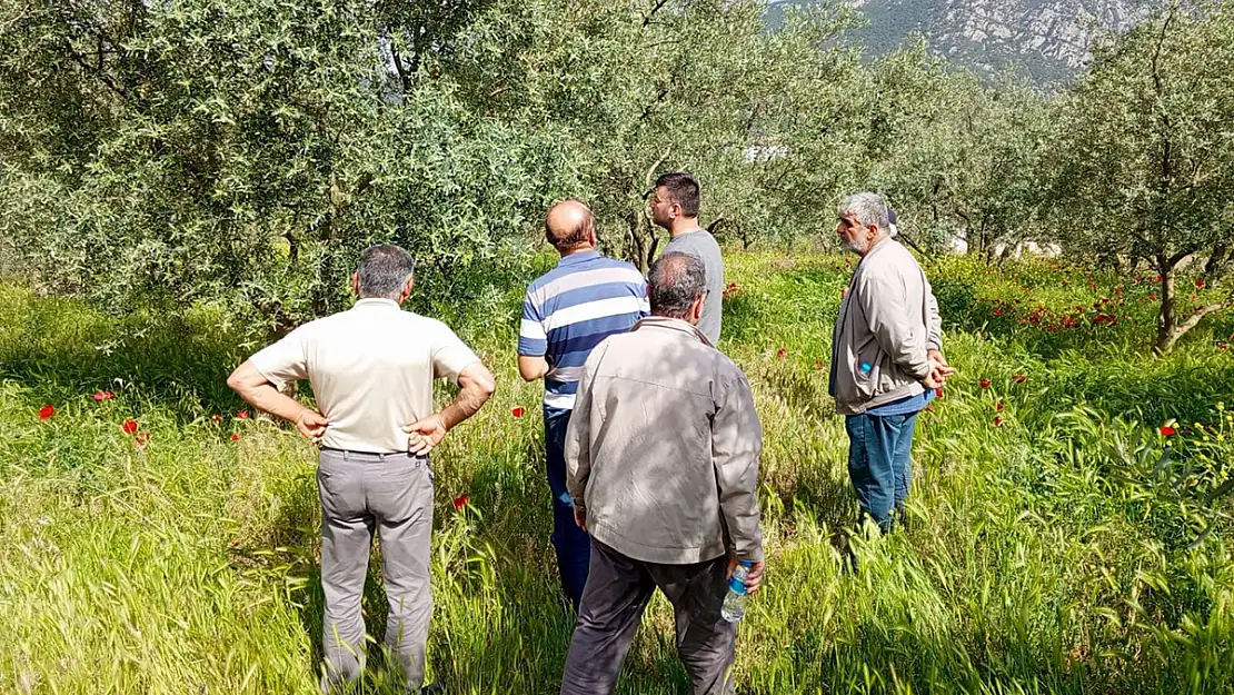 Meyve Ağaçlarında Gerekli Hastalık Zararlı Kontrolleri Sağlandı