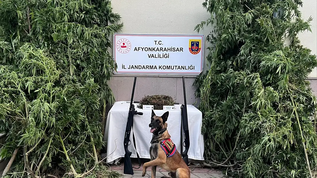 Narkotik Köpeği Tespit Etti: Yarım Kilo Esrar Ele Geçirildi