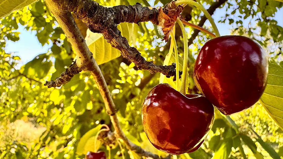 Olumsuz Hava Şartları Ve Kuraklık Kiraz Üreticisini Vurdu