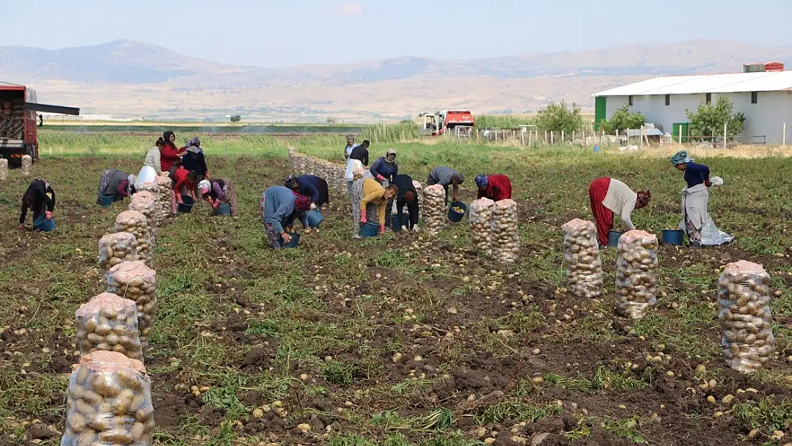 Patates 7 TL'yi bulan satış fiyatıyla üreticisinin yüzünü güldürdü