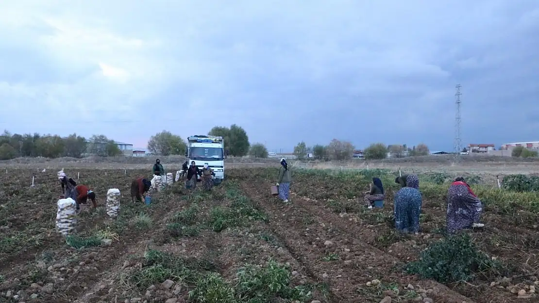 Patates Bu Yıl Fiyatıyla Üreticisinin Yüzünü Güldürdü