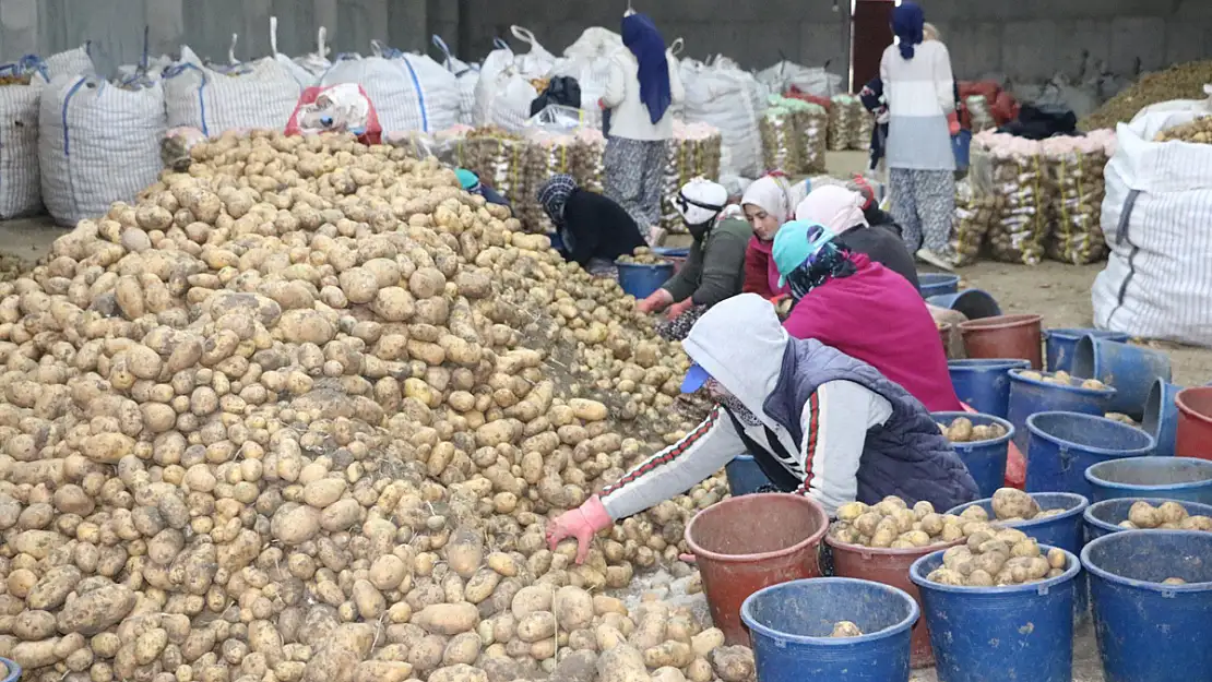 Patates İşçisi Kadınlar 8 Mart’ı İşlerinin Başında Geçirdi