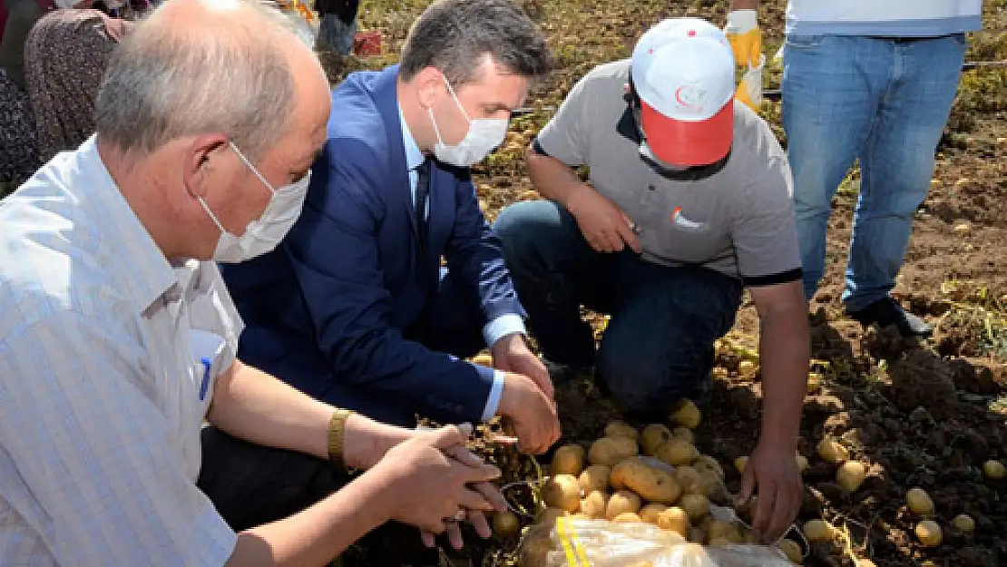 'Patates üreticisi memnun'