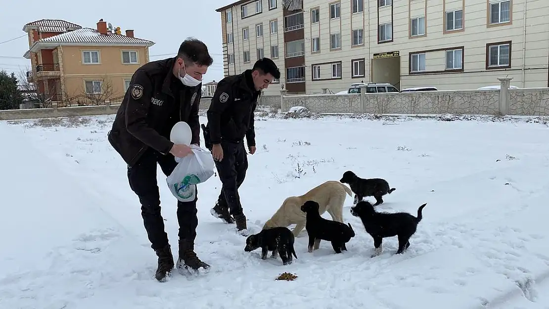 Polis hem devriye gezdi hem de sokak hayvanlarını besledi