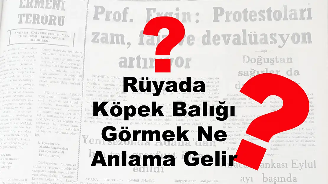 Rüyada Köpek Balığı Görmek Ne Anlama Gelir?