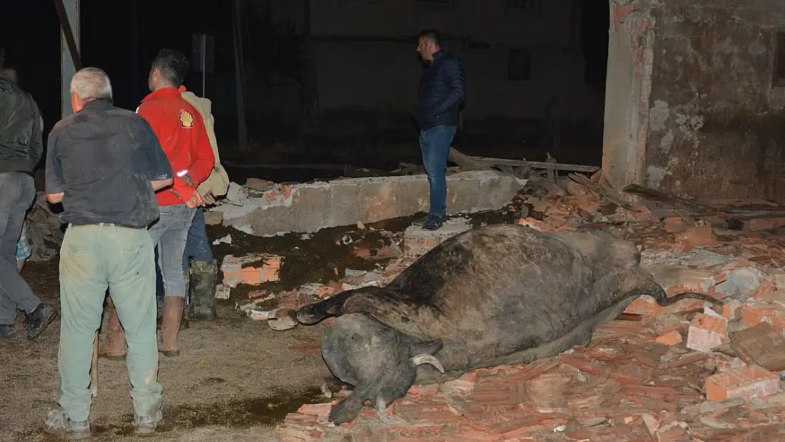 Sağanak sonrası çatısı çöken besihanedeki bir inek telef oldu