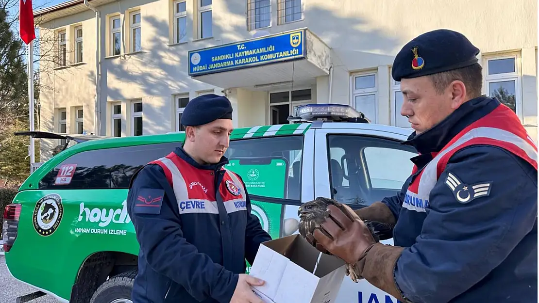 Sandıklı Jandarma Ekipleri Yaralı Kızıl Şahin'i Kurtardı