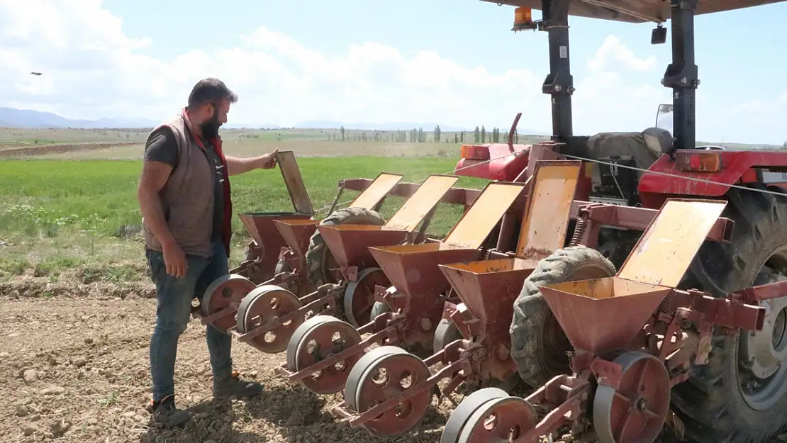 Sandıklı'da Bu Yıl Şeker Pancarında 170 Bin Ton Rekolte Bekleniyor