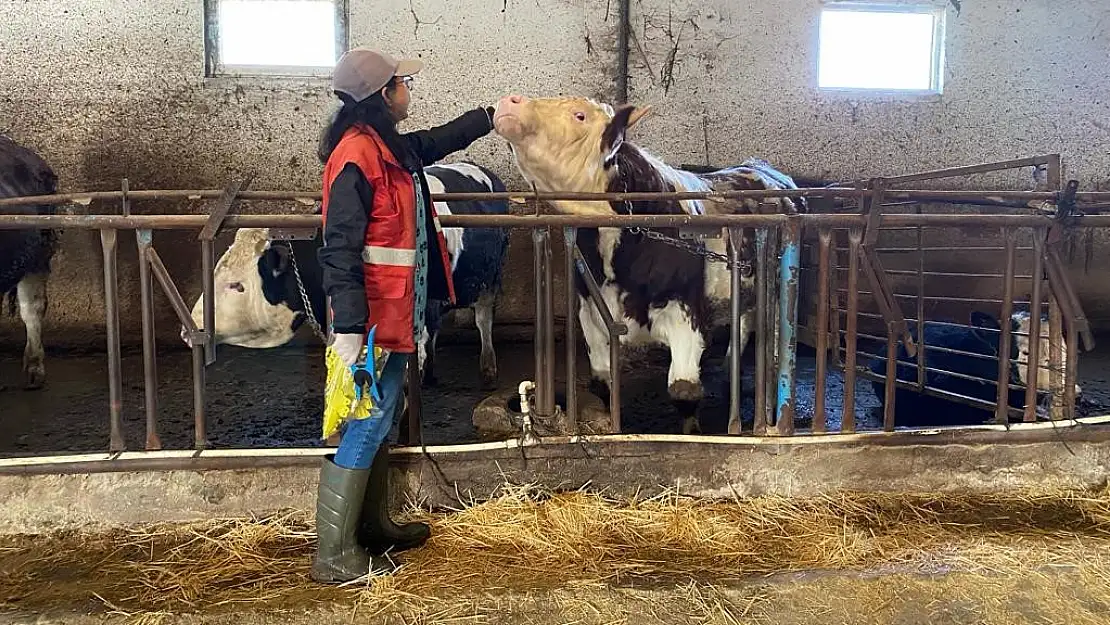 Sandıklı'da hayvanlarda şap aşılaması tamamlandı