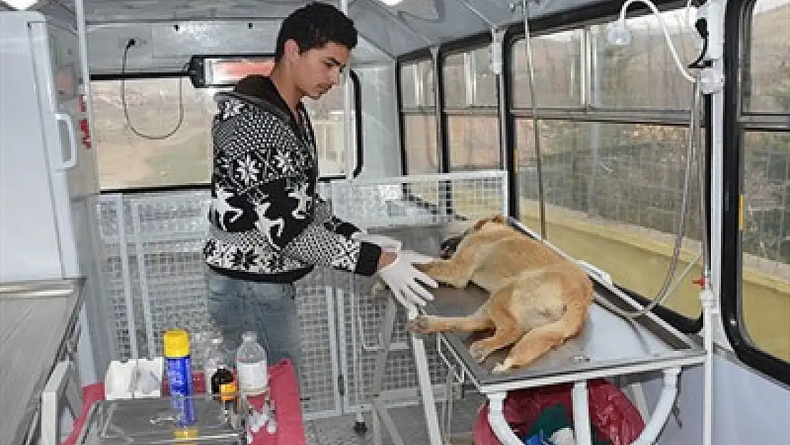 Sandıklı’da köpekler aşılanıyor – Kocatepe Gazetesi