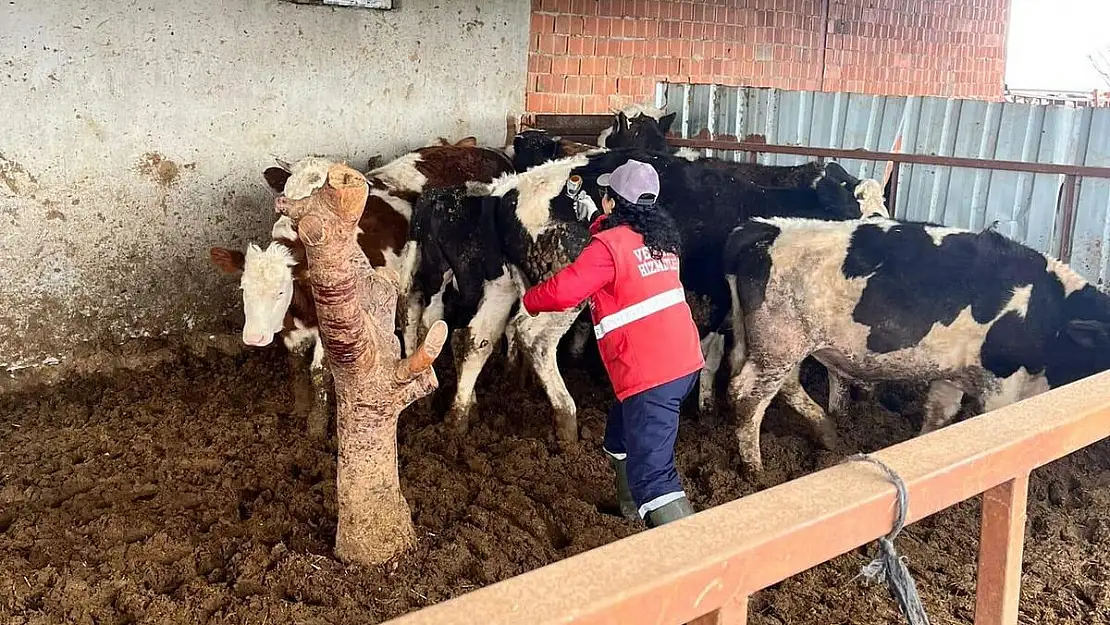 Şap hastalığına karşı alınan önlemler devam ediyor