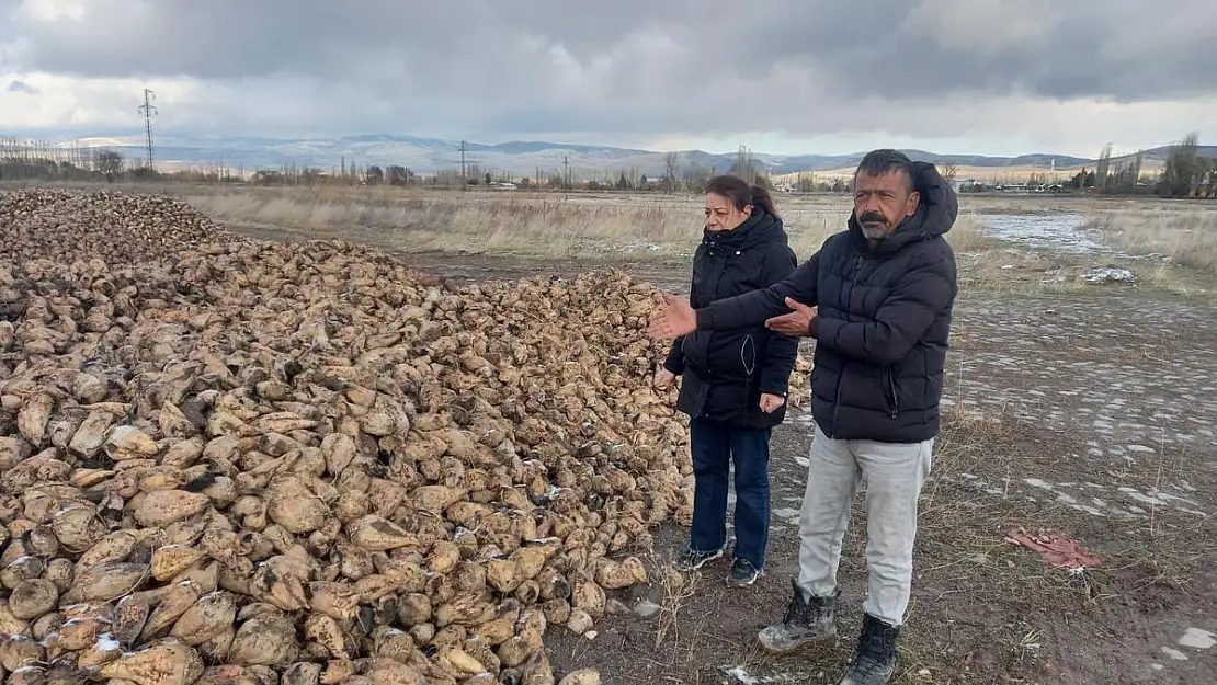 Şeker Pancarı’nın Hasadı Devam Ediyor