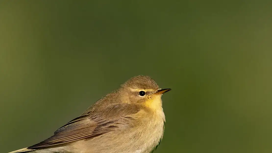 Söğütbülbülü böyle görüntülendi