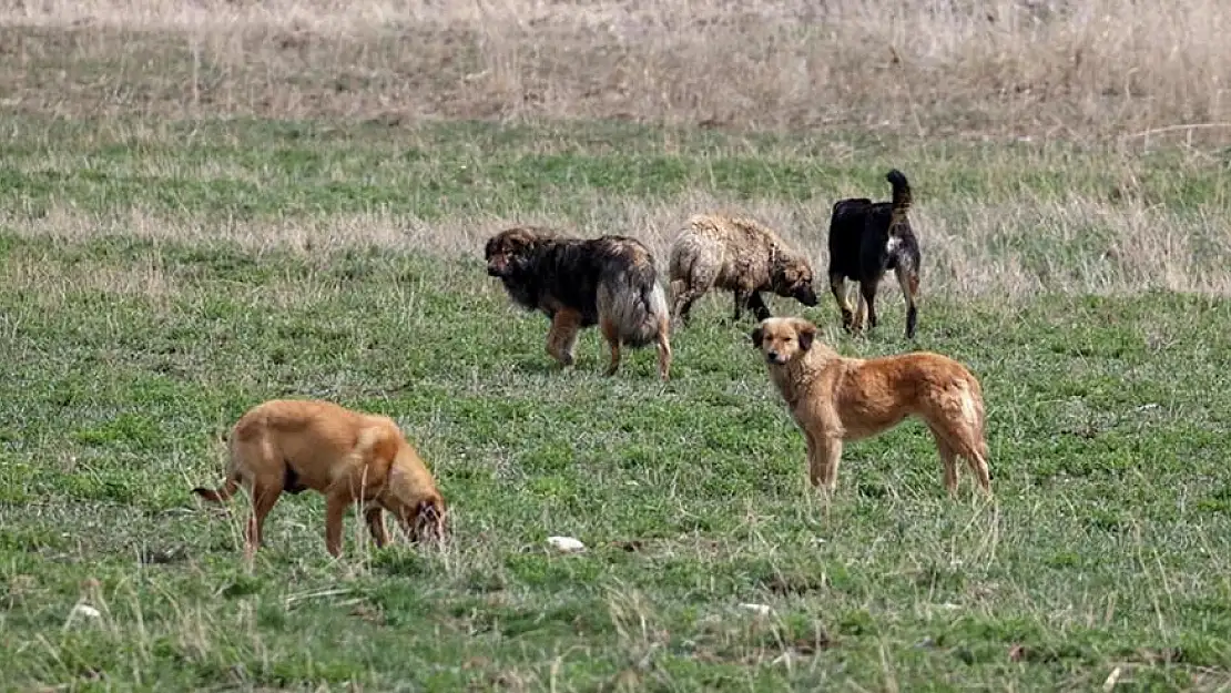 Sokak Köpekleri Saldırdı