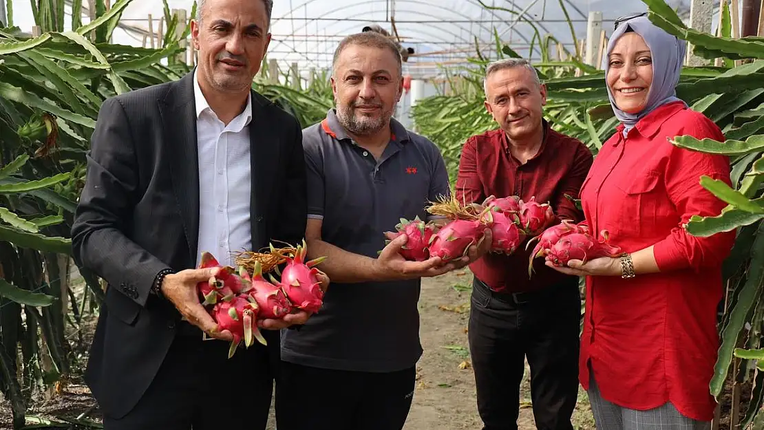 Tropikal meyve olan ‘Ejder’in Bilecik’te ilk hasadı yapıldı