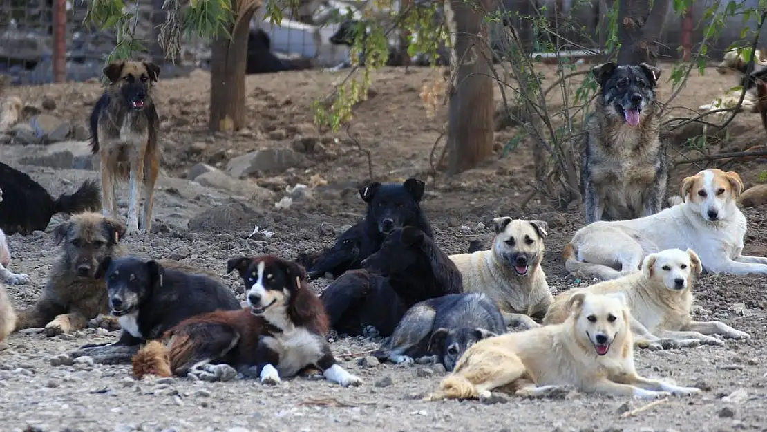 Türkiye'de 4 Milyona Yakın Sahipsiz Köpek Var