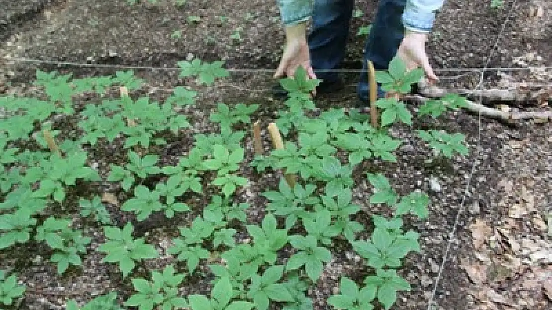 Türkiye’de Ginseng yetiştirilecek – Kocatepe Gazetesi