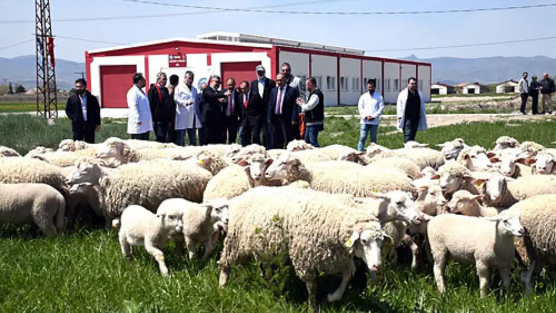 Türkiye’de ilk olacak manda barınağının temeli atıldı