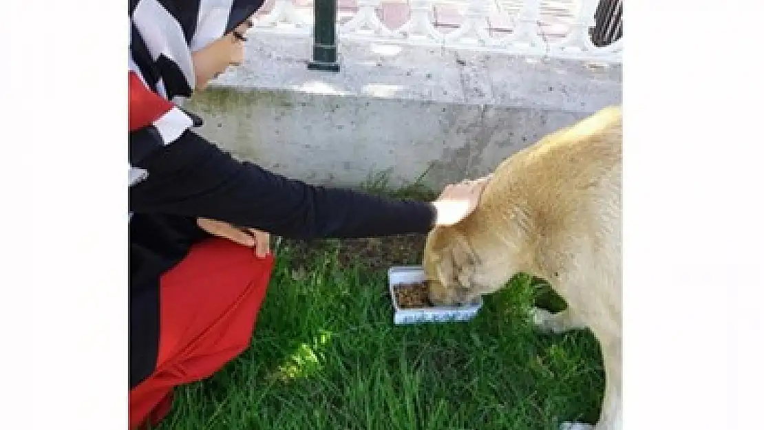 Ülkücüler sokak hayvanlarını unutmadı – Kocatepe Gazetesi