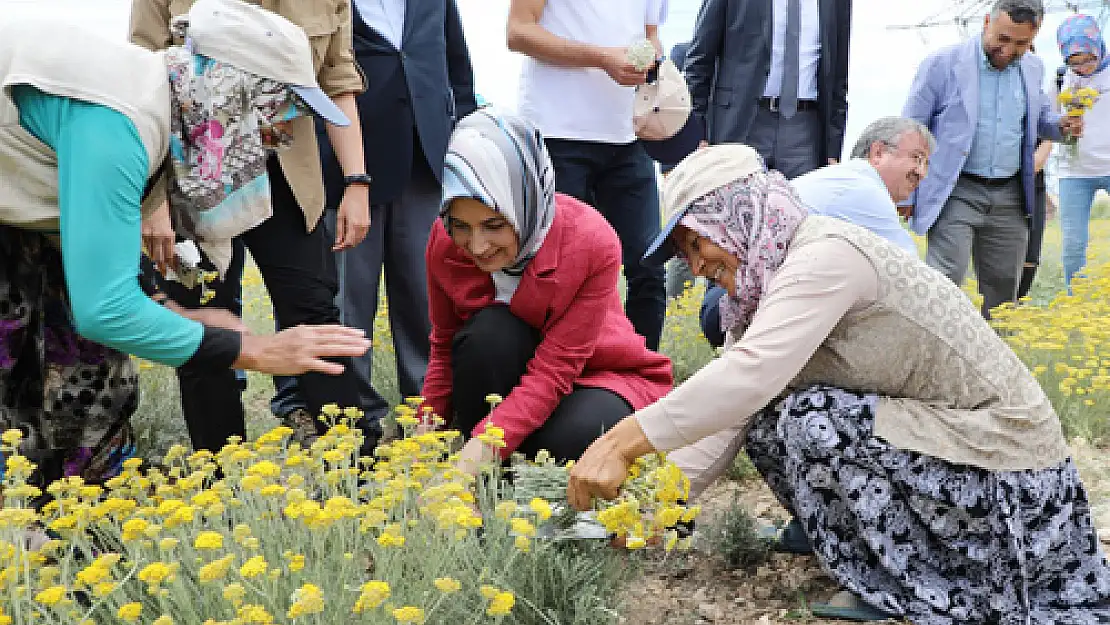 Verimi düşük araziler  ekonomiye kazandırılıyor