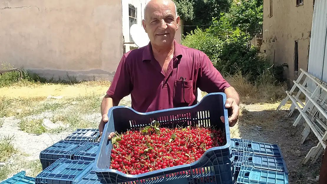 Vişne Alımlarına Başlandı